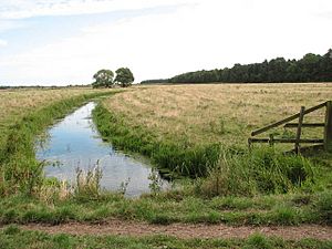 Drainage ditch in the Damgate Marshes - geograph.org.uk - 1480220.jpg