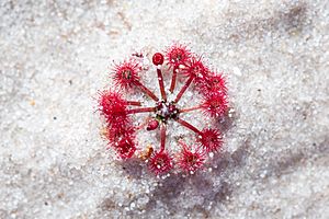 Drosera Spatulata in white sand from Fraser Island Australia 1