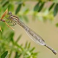 Eastern-Billabongfly,-Austroagrion-watsoni,-female-