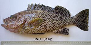 Epinephelus chlorostigma 2.JPG