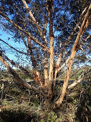 Eucalyptus redunca bark