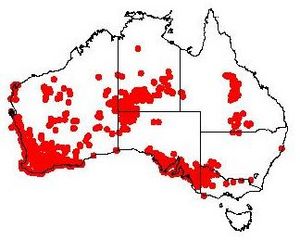 Exocarpos sparteus DistMap11.jpg