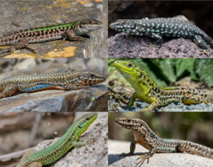 Extensive introgression and mosaic genomes of Mediterranean endemic lizards (2021) fig. 1.1.png