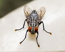Flesh fly macrogiants A