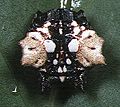 Gasteracantha.mammosa.female.3.-.tanikawa