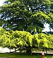 Giant Lebanon Cedar in Tours, France