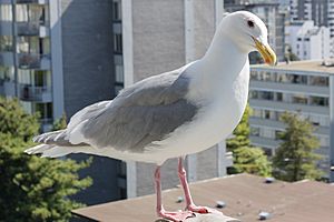 Glaucous-winged gull.jpg