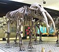 Gomphotherium angustidens 2