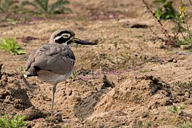 Great Stone Curlew
