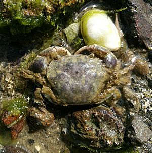 Hairy handed crab Hemigrapsus crenulatus.jpg