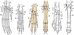 Hand skeletons with Artiodactyls highlighted