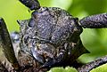 Head of the Weaver Beetle (Lamia textor)