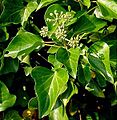 Hedera hibernica1