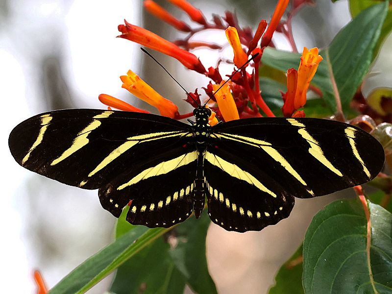 Heliconius charitonius-dorsal