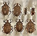 Hemiptera, Pentatomidae, Atelocera sp