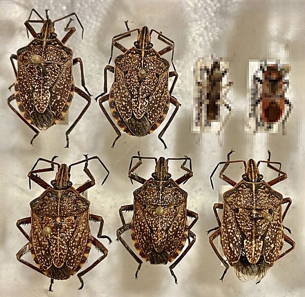 Hemiptera, Pentatomidae, Atelocera sp