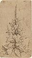 Hendrik Goltzius, A Foxglove in Bloom, 1592, NGA 94900
