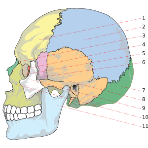 Human skull side bones numbered
