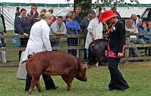 A Duroc sow at a livestock show in England