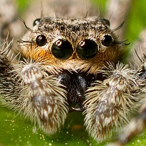 Kaldari Platycryptus undatus 03