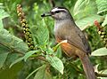 Kerala Laughingthrush by N.A. Nazeer