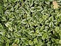 Lamium galeobdolon (argentatum) 01 ies