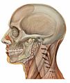 Lateral head skull