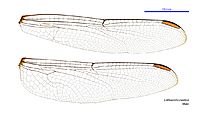 Lathrecista asiatica male wings (34672288740)