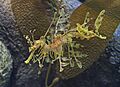 Leafy Seadragon JCB