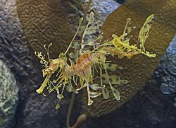 Leafy Seadragon JCB