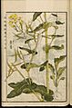 Leiden University Library - Seikei Zusetsu vol. 25, page 003 - 菜の花 - Brassica rapa L., 1804