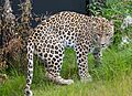 Leopard (persian) (15098079852).jpg