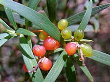 Leucopogon fruit & leaves Mount Imlay