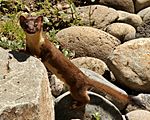 Long tailed weasel.jpg