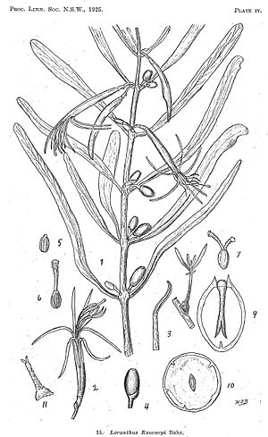 Loranthus exocarpi Behr