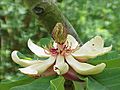 Magnolia obovata 02