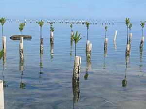 Mangrove growth-isla de ratones PR
