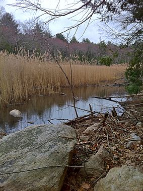 Marsh with reeds along Half Hill Brook on Old Furnace Trail.jpg