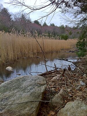 Marsh with reeds along Half Hill Brook on Old Furnace Trail