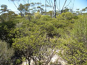 Melaleuca adnata (habit)