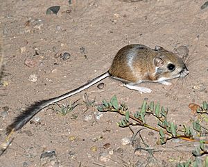 Merriam's Kangaroo Rat, Chihuahuan Desert, New Mexico