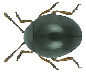 Mniophila muscorum (Koch, 1803).jpg