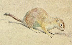 Mohave Ground Squirrel (Louis Agassiz Fuertes, 1918).jpg