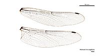 Notoaeschna sagittata male wings (34249122913)
