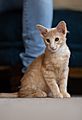 Oriental longhair kitten