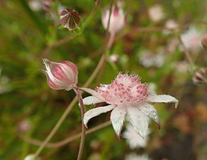 P1280028 Actinotus forsythii - pink flannel flower 02