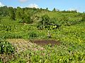 Palau taro patch soil management