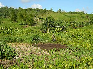 Palau taro patch soil management