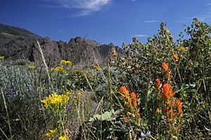 Paradise Valley wildflowers, NV