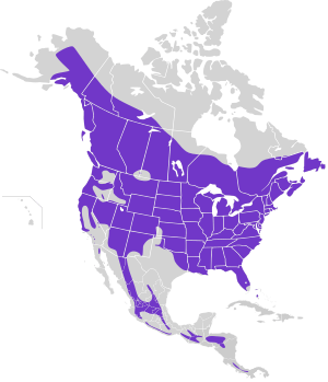 Picoides villosus map.svg